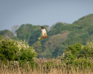 Preview wallpaper bird, flight, wildlife