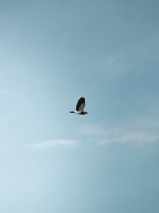 Preview wallpaper bird, flight, wings, minimalism