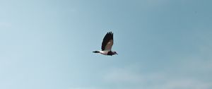 Preview wallpaper bird, flight, wings, minimalism