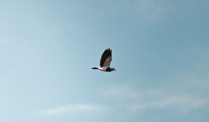 Preview wallpaper bird, flight, wings, minimalism