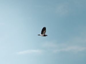 Preview wallpaper bird, flight, wings, minimalism