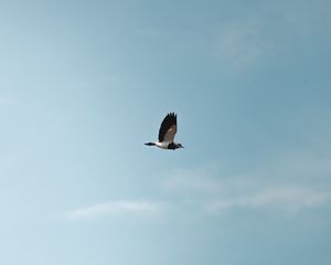 Preview wallpaper bird, flight, wings, minimalism