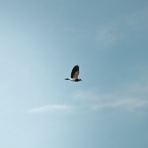 Preview wallpaper bird, flight, wings, minimalism
