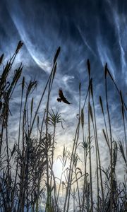 Preview wallpaper bird, flight, wings, ear