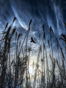 Preview wallpaper bird, flight, wings, ear