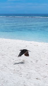 Preview wallpaper bird, flight, wings, beach, sand