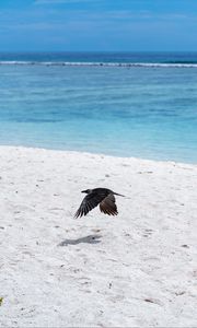 Preview wallpaper bird, flight, wings, beach, sand