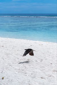 Preview wallpaper bird, flight, wings, beach, sand