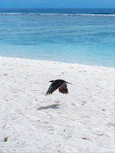 Preview wallpaper bird, flight, wings, beach, sand