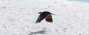 Preview wallpaper bird, flight, wings, beach, sand