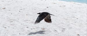 Preview wallpaper bird, flight, wings, beach, sand