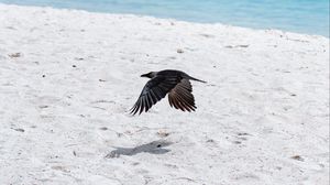 Preview wallpaper bird, flight, wings, beach, sand