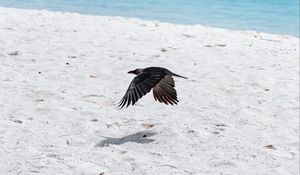 Preview wallpaper bird, flight, wings, beach, sand