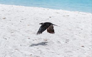 Preview wallpaper bird, flight, wings, beach, sand