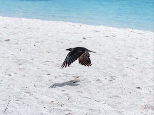 Preview wallpaper bird, flight, wings, beach, sand