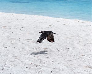 Preview wallpaper bird, flight, wings, beach, sand