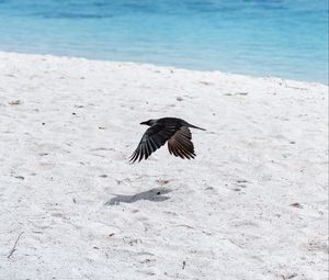 Preview wallpaper bird, flight, wings, beach, sand