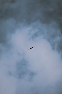 Preview wallpaper bird, flight, wings, clouds