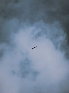 Preview wallpaper bird, flight, wings, clouds