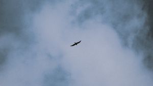 Preview wallpaper bird, flight, wings, clouds