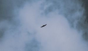 Preview wallpaper bird, flight, wings, clouds