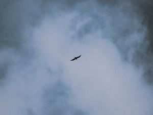 Preview wallpaper bird, flight, wings, clouds