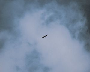 Preview wallpaper bird, flight, wings, clouds