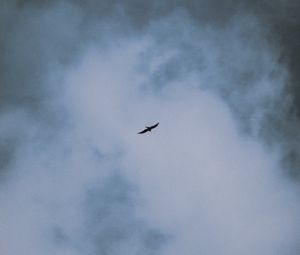 Preview wallpaper bird, flight, wings, clouds