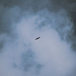 Preview wallpaper bird, flight, wings, clouds