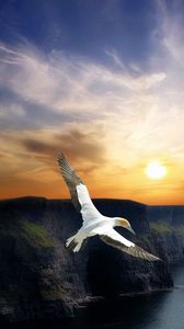 Preview wallpaper bird, flight, wings, mountains, decline, evening