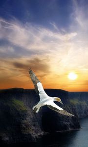 Preview wallpaper bird, flight, wings, mountains, decline, evening