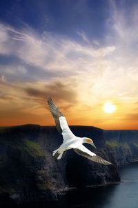 Preview wallpaper bird, flight, wings, mountains, decline, evening