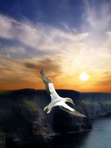 Preview wallpaper bird, flight, wings, mountains, decline, evening