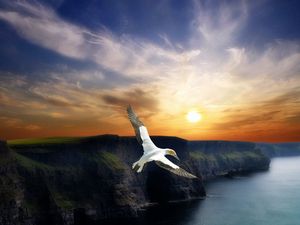 Preview wallpaper bird, flight, wings, mountains, decline, evening