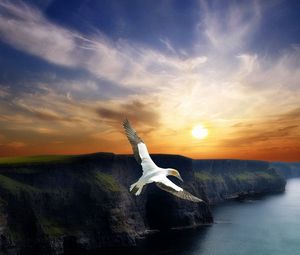 Preview wallpaper bird, flight, wings, mountains, decline, evening