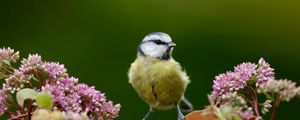 Preview wallpaper bird, flower, branch