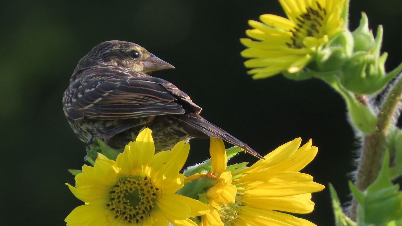 Wallpaper bird, flower, feathers, petals, plant, nature