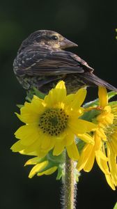 Preview wallpaper bird, flower, feathers, petals, plant, nature