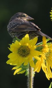 Preview wallpaper bird, flower, feathers, petals, plant, nature
