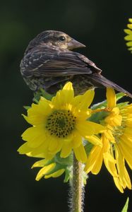 Preview wallpaper bird, flower, feathers, petals, plant, nature