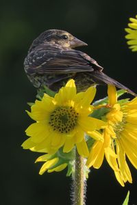 Preview wallpaper bird, flower, feathers, petals, plant, nature