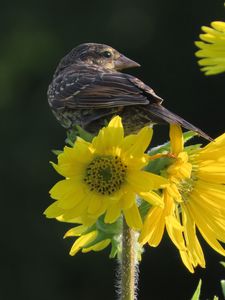 Preview wallpaper bird, flower, feathers, petals, plant, nature