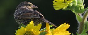 Preview wallpaper bird, flower, feathers, petals, plant, nature