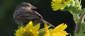Preview wallpaper bird, flower, feathers, petals, plant, nature
