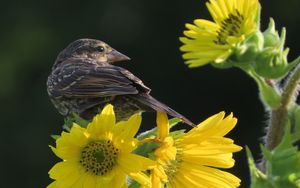 Preview wallpaper bird, flower, feathers, petals, plant, nature