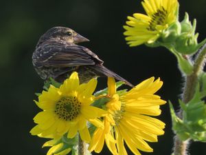 Preview wallpaper bird, flower, feathers, petals, plant, nature