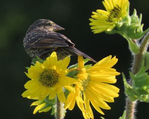Preview wallpaper bird, flower, feathers, petals, plant, nature