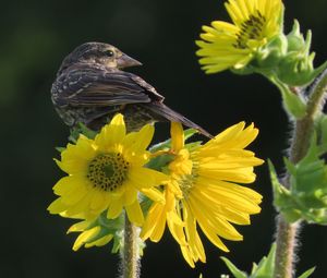 Preview wallpaper bird, flower, feathers, petals, plant, nature