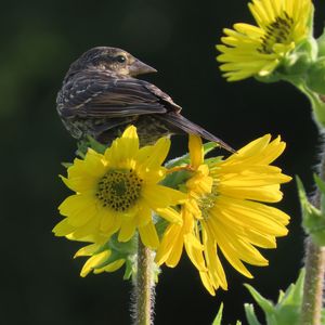 Preview wallpaper bird, flower, feathers, petals, plant, nature