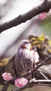 Preview wallpaper bird, flower, flowering, tree